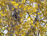 Hawk in Fall Cottonwood 5026